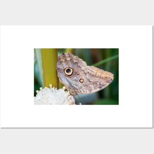 Owl butterfly resting Posters and Art